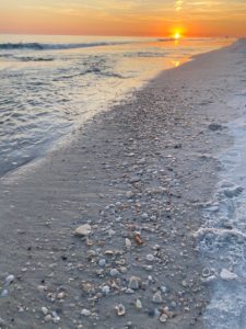 BBB shells on the beach